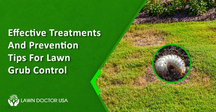 Grub Control, Lawn Care Services